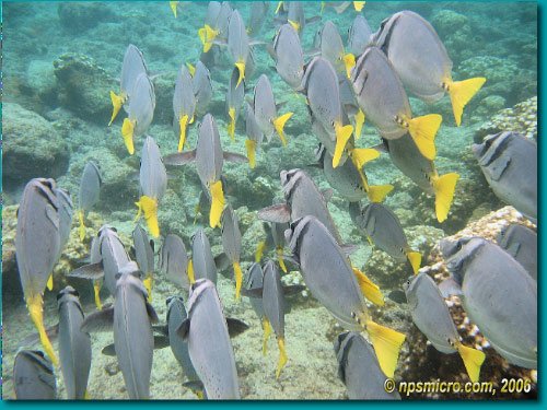 Galapagos (2006)