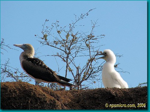 Galapagos (2006)