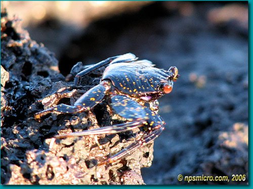 Galapagos (2006)