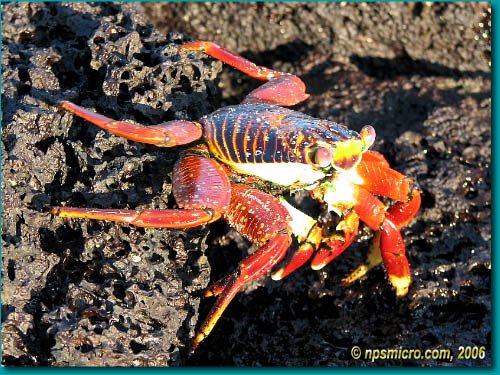 Galapagos (2006)