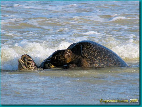 Galapagos (2006)