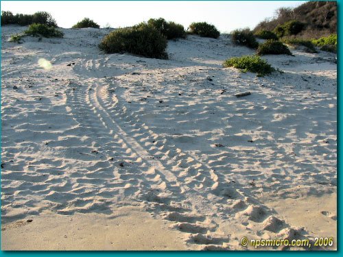 Galapagos (2006)