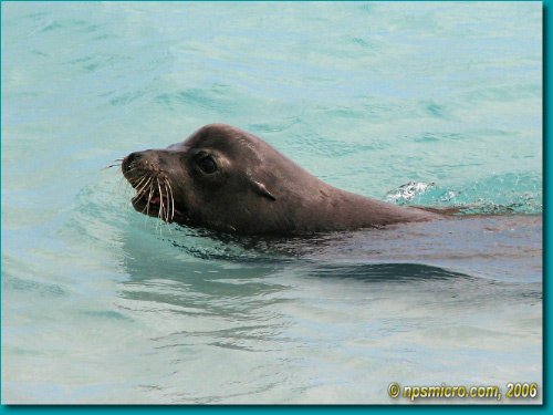 Galapagos (2006)