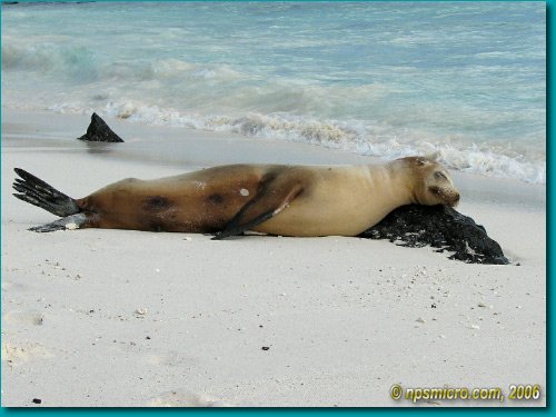 Galapagos (2006)