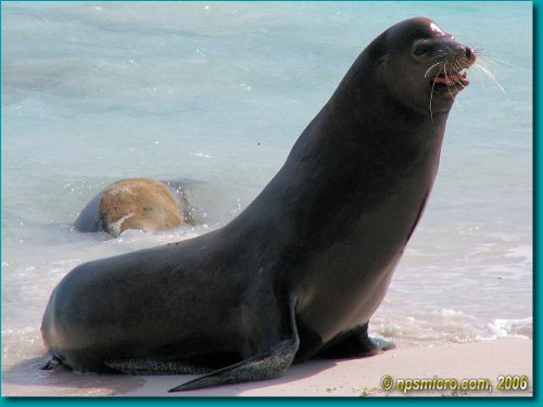 Galapagos (2006)