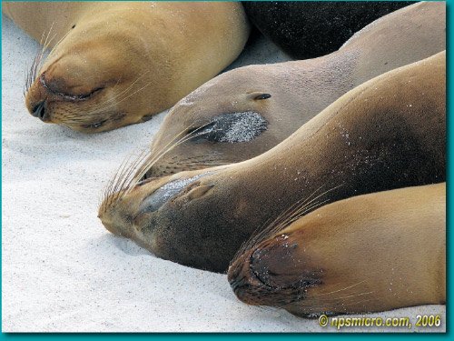 Galapagos (2006)