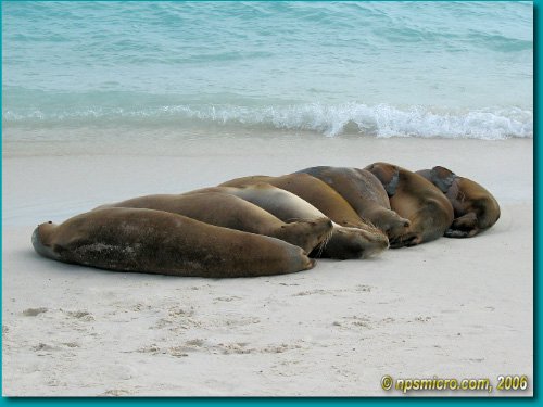 Galapagos (2006)