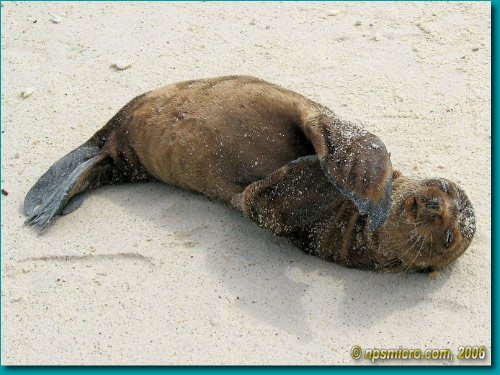 Galapagos (2006)
