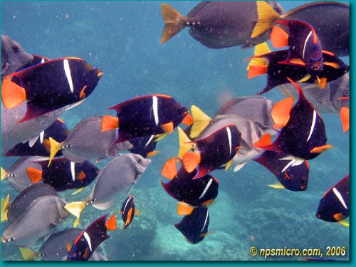Galapagos (2006)