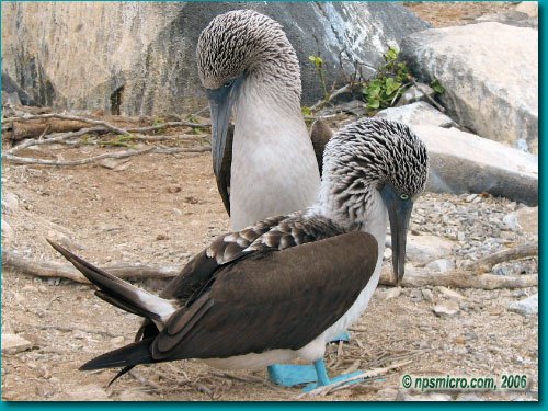 Galapagos (2006)