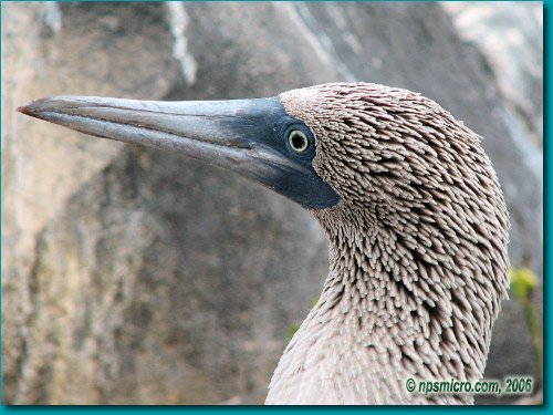 Galapagos (2006)