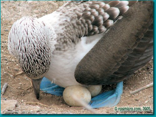 Galapagos (2006)