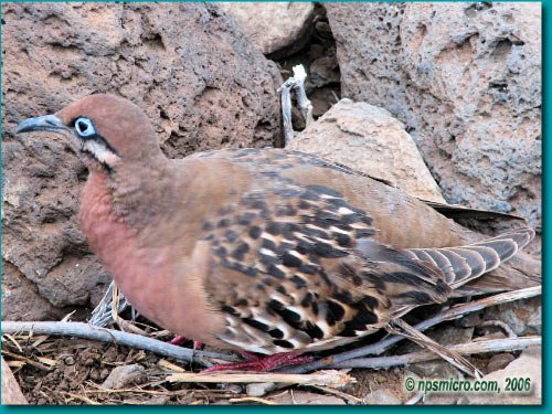 Galapagos (2006)