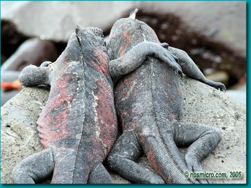 Galapagos (2006)