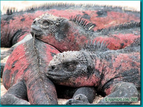 Galapagos (2006)