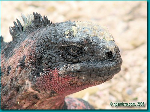 Galapagos (2006)