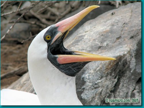 Galapagos (2006)