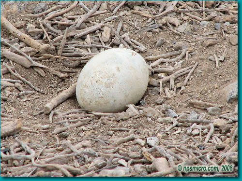 Galapagos (2006)