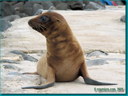 Galapagos (2006)