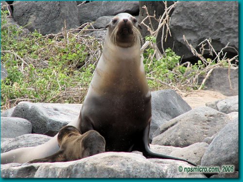 Galapagos (2006)