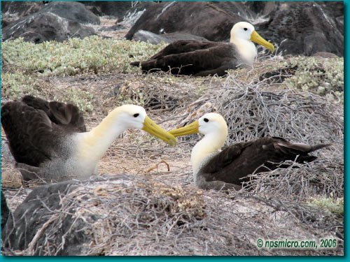 Galapagos (2006)