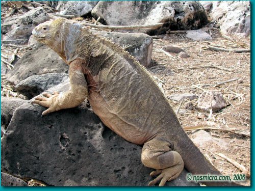 Galapagos (2006)