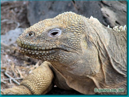 Galapagos (2006)