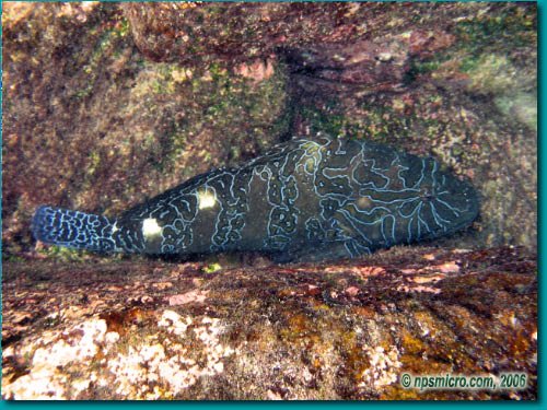 Galapagos (2006)
