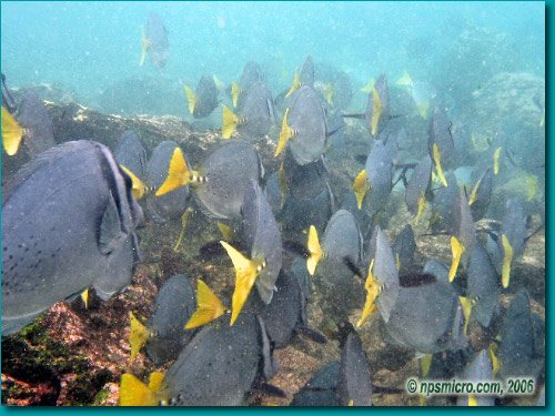 Galapagos (2006)
