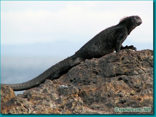 Galapagos (2006)