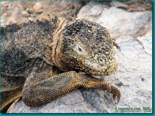 Galapagos (2006)