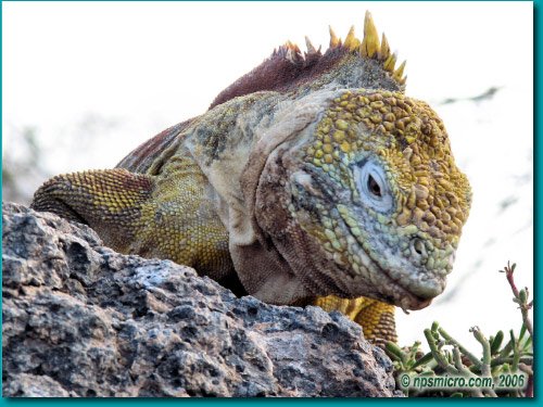 Galapagos (2006)