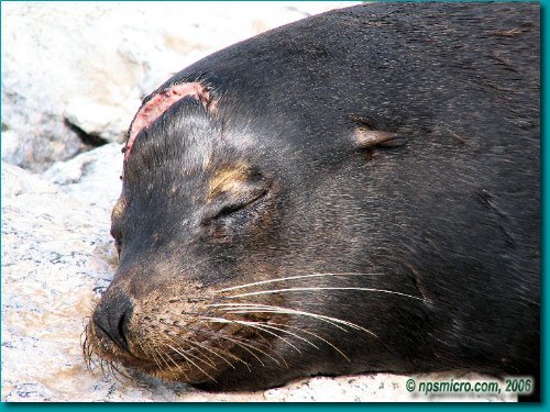 Galapagos (2006)