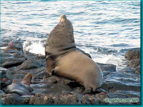 Galapagos (2006)