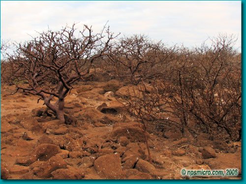 Galapagos (2006)