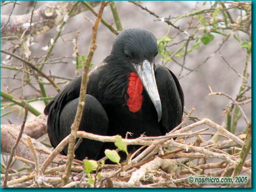 Galapagos (2006)