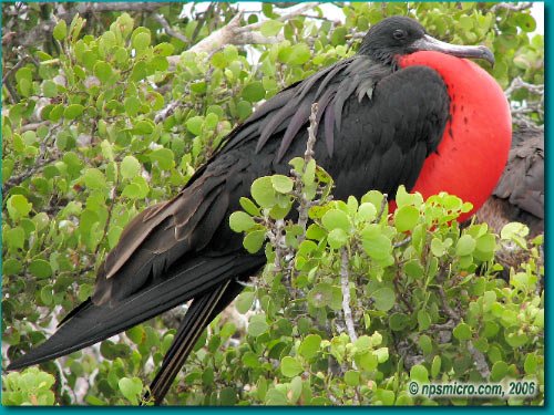 Galapagos (2006)