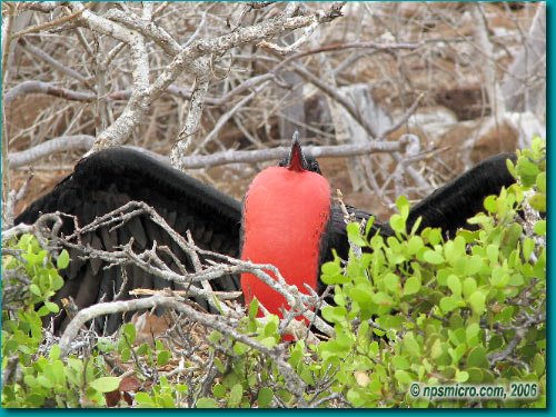 Galapagos (2006)