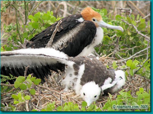 Galapagos (2006)