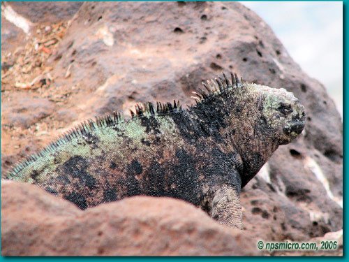 Galapagos (2006)