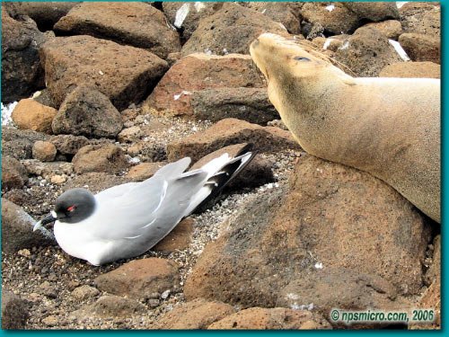 Galapagos (2006)