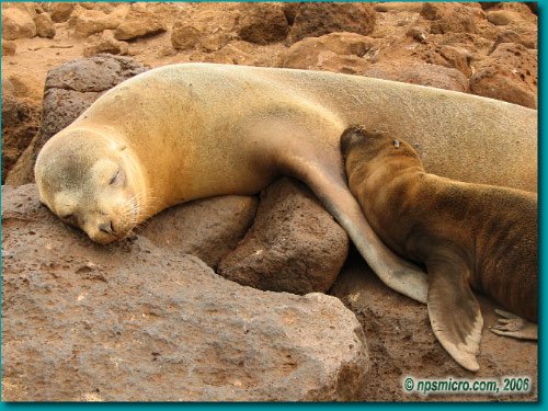 Galapagos (2006)