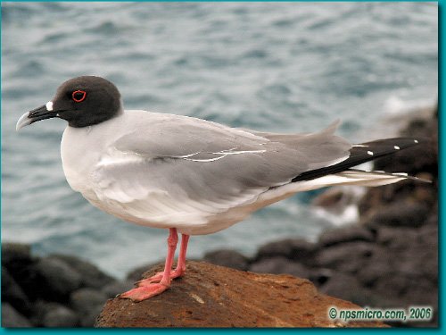 Galapagos (2006)