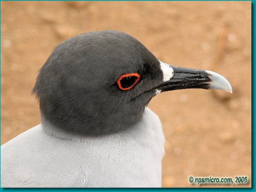 Galapagos (2006)