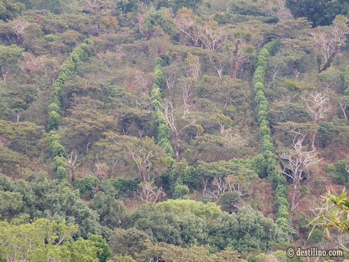Mirador Grano de Oro. Culture du café dans la montagne avec haies de protection