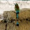 Parque Joya de Ceren L'oiseau national du pays (désolé pour le focus!)  