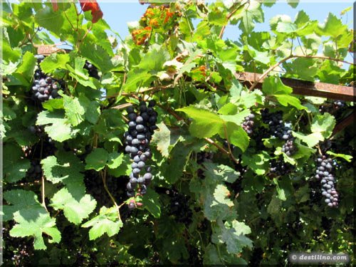 Nous étions dans la période du vin!