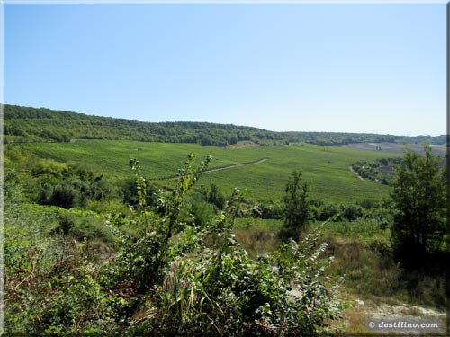 Magnifique vignoble de Bulgarie