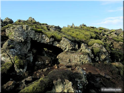 Lichen partout en Islande!