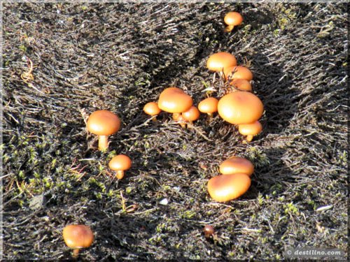 Des champignons sur le lichen